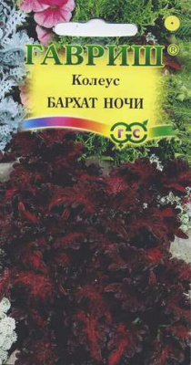 Бархат ночи колеус мн. 30-35см 5шт (г)
