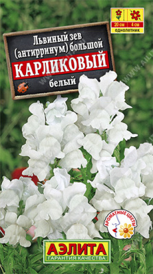 Карликовый Белый львиный зев 20см 10шт (а)
