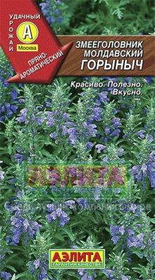 Змееголовник Горыныч молдавский (а)