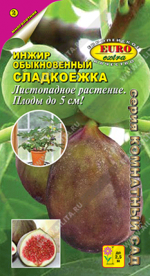 Инжир Сладкоежка обыкновенный (а)