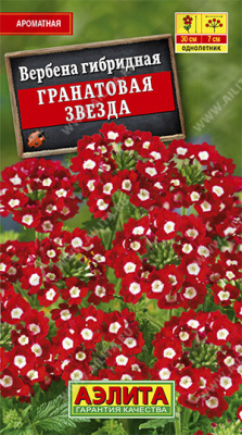 Гранатовая звезда гибридная вербена (а)