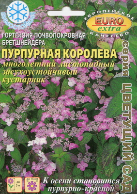 Гортензия Пурпурная королева (а)