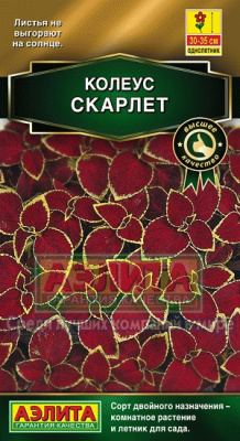 Скарлет блюме колеус 10шт (а)