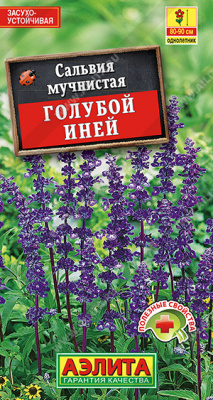 Голубой иней сальвия (а)