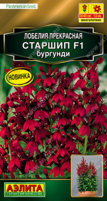 Старшип F1 бургунди лобелия 5шт (а)