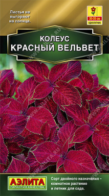 Красный вельвет блюме колеус 5шт (а)